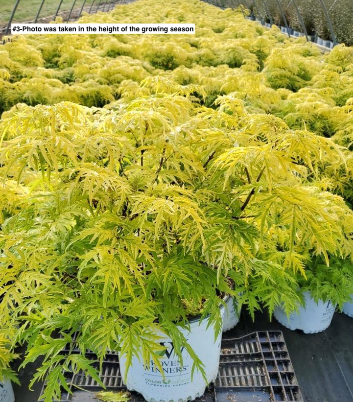 SAMBUCUS RACEMOSA `LEMONY LACE`