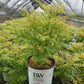 SORBARIA SEM `MR. MUSTARD`