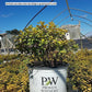 SPIRAEA BETULIFOLIA `GLOW GIRL`