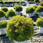 SPIRAEA JAPONICA DOUBLE PLAY `GOLD`