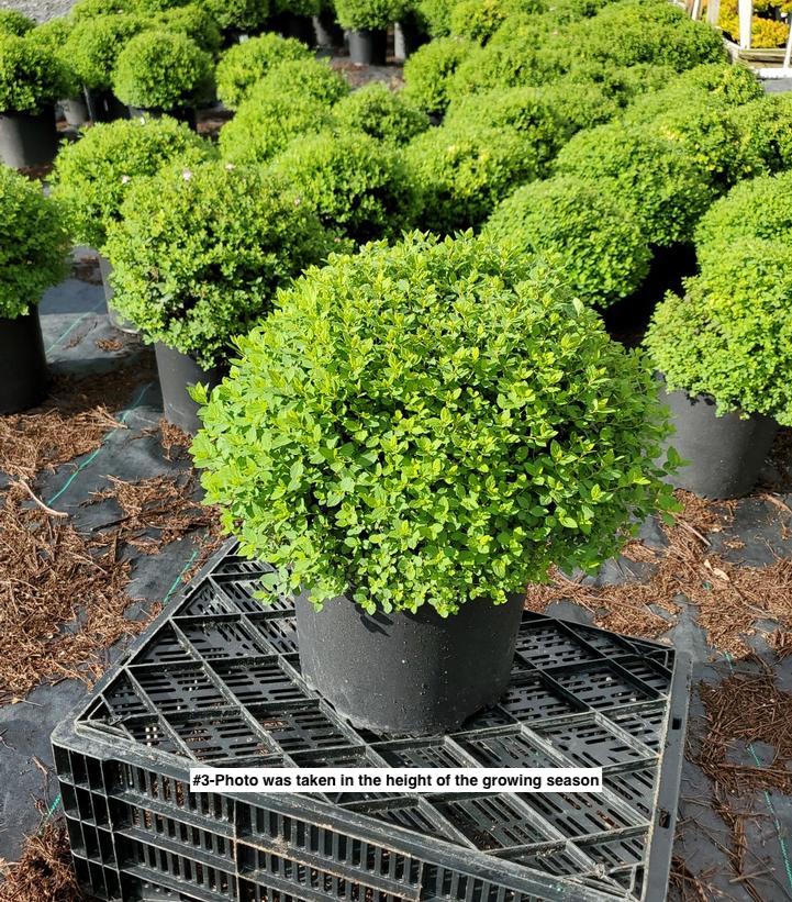 SPIRAEA JAPONICA `LITTLE PRINCESS`