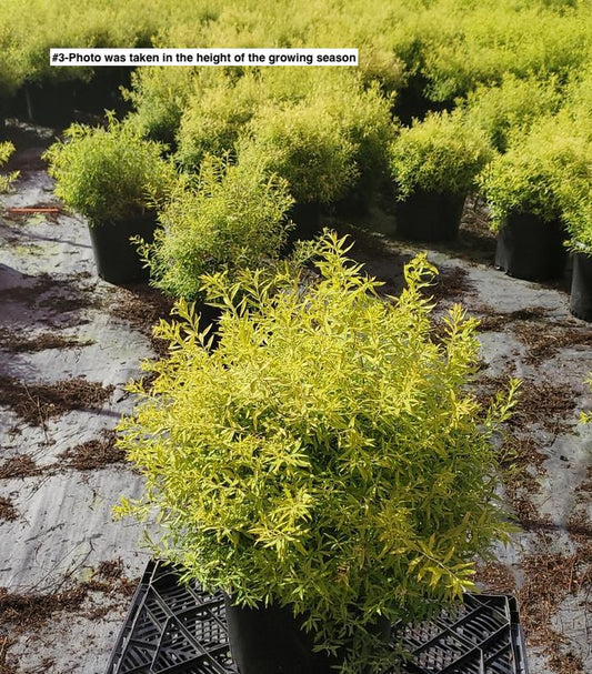 SPIRAEA THUN. `OGON` (MELLOW YELLOW)