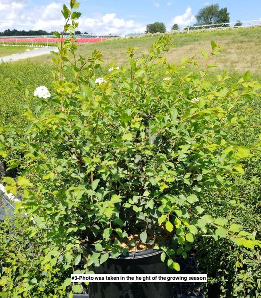 SPIRAEA VANHOUTTEI `RENAISSANCE`