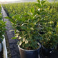SYRINGA VULGARIS `SENSATION`