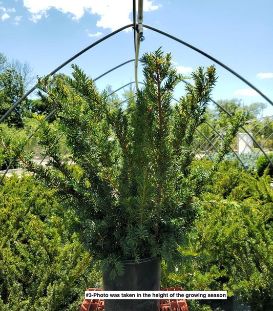 TAXUS X MEDIA `TAUNTONII`