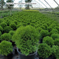 THUJA OCCIDENTALIS `LITTLE GIANT`