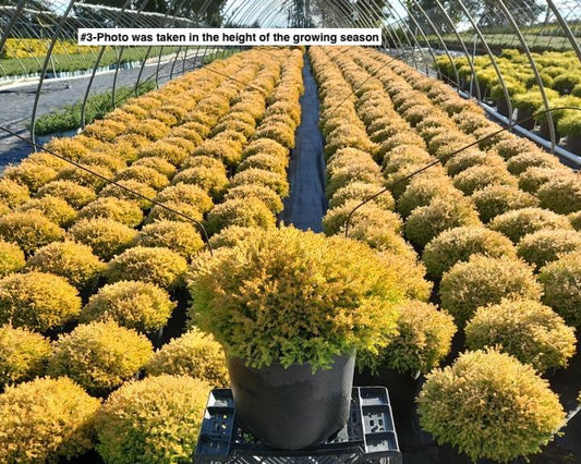 THUJA OCCIDENTALIS `RHEINGOLD`