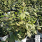 VIBURNUM CARLESII COM. `SPICE BABY`