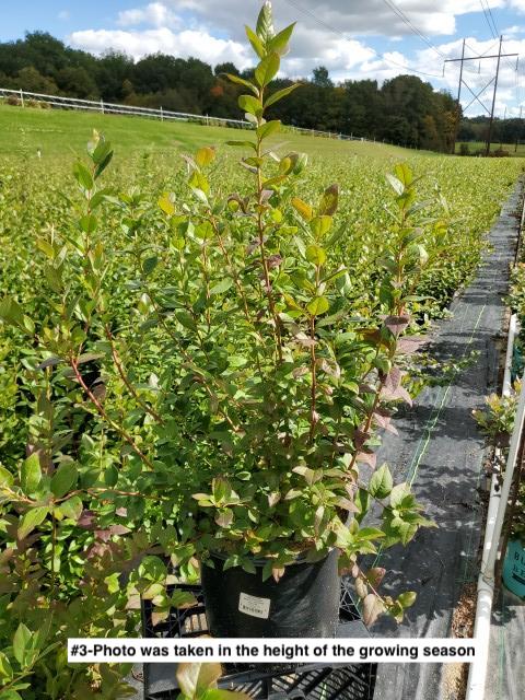 VACCINIUM CORYMBOSUM MEDLEY `BERRIES GALORE`