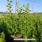 VACCINIUM CORYMBOSUM `BLUE RAY`