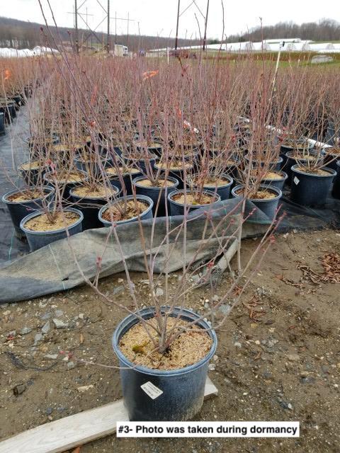 VACCINIUM X `CHANDLER`