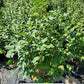 VIBURNUM OPULUS `ROSEUM`