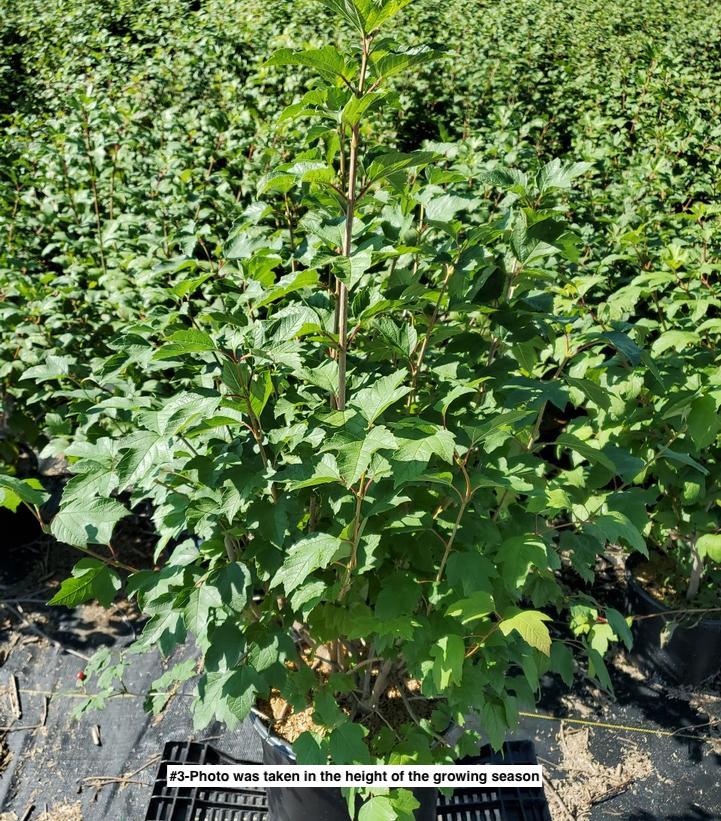 VIBURNUM OPULUS `ROSEUM`