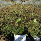 VIBURNUM P. T. `STEADY EDDY`