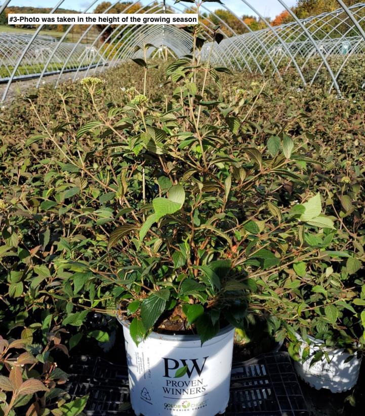 VIBURNUM P. T. `STEADY EDDY`