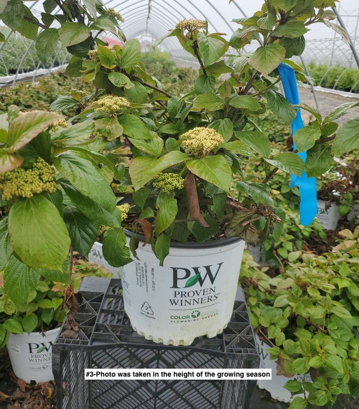 VIBURNUM J. `SHINY DANCER`