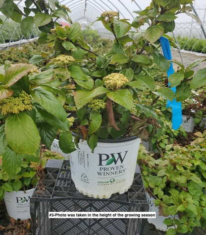 VIBURNUM J. `SHINY DANCER`