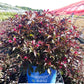 WEIGELA X `ELECTRIC LOVE`