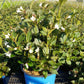 WEIGELA X `TUXEDO`