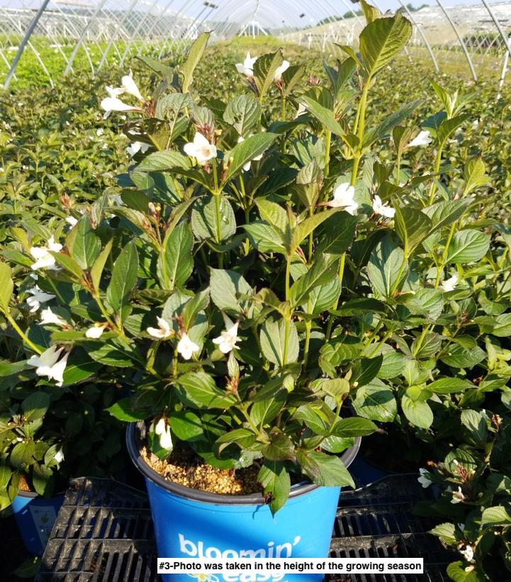 WEIGELA X `TUXEDO`
