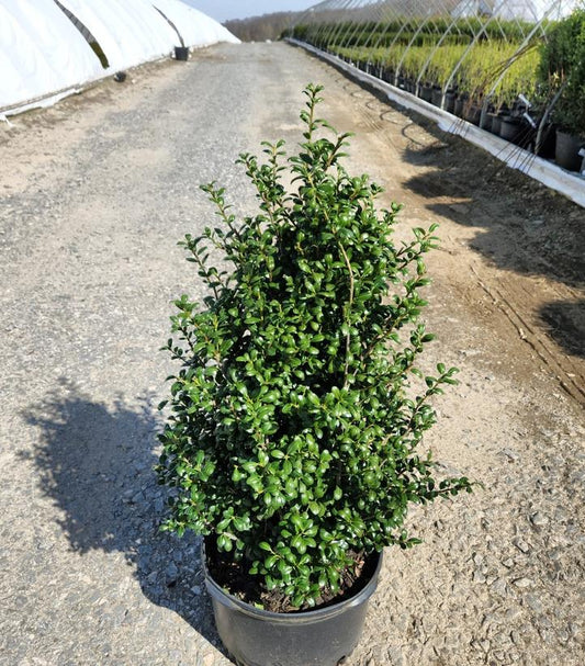 ILEX X `CHESAPEAKE`