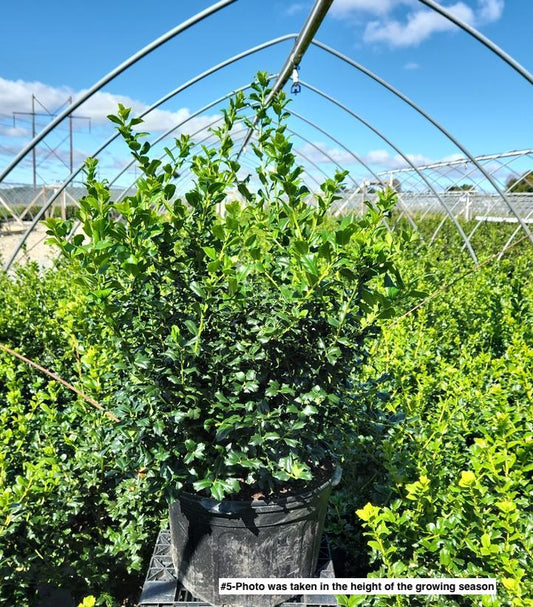 ILEX X MESERVEAE `CHINA GIRL`