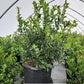 ILEX X MESERVEAE `BLUE MAID`