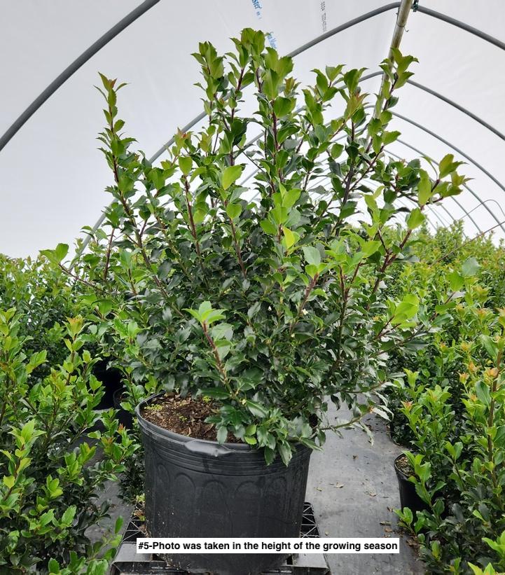 ILEX X MESERVEAE `BLUE MAID`