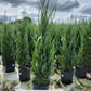 JUNIPERUS SCOPULORUM `MOONGLOW`-Rocky Mountain Juniper