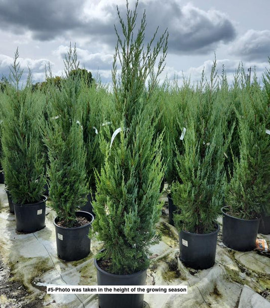 JUNIPERUS SCOPULORUM `MOONGLOW`