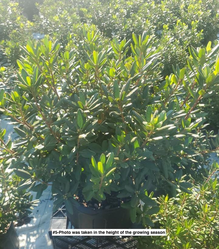 RHODODENDRON X `PJM`
