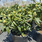 RHODODENDRON C. `LEE`S DARK PURPLE`
