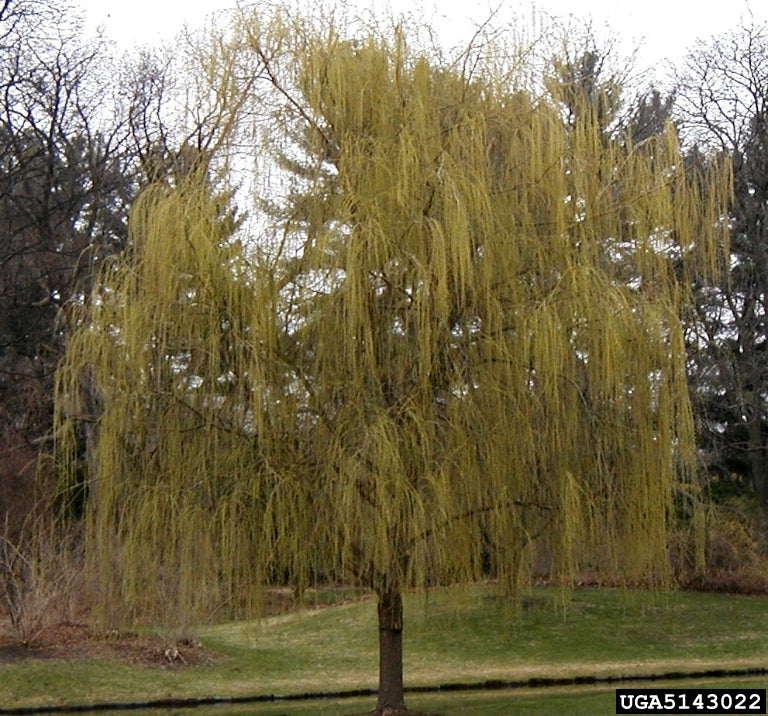 Salix babylonica