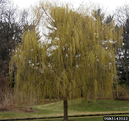 Salix babylonica