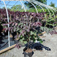 CERCIS CANADENSIS `BLACK PEARL`