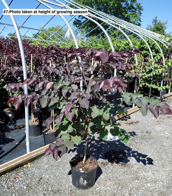 CERCIS CANADENSIS `BLACK PEARL`