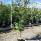 CORNUS KOUSA `SCARLET FIRE`