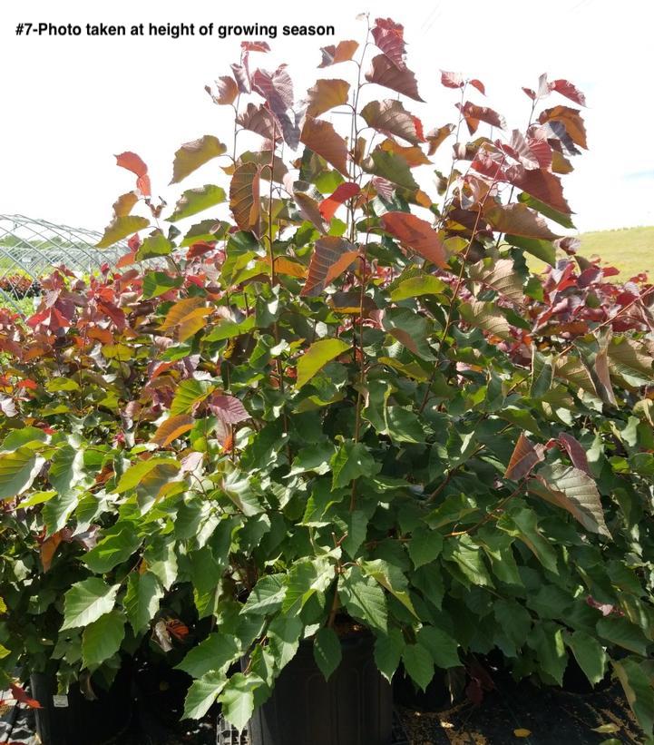 CORYLUS AMERICANUS `PURPLELEAF SELECT`