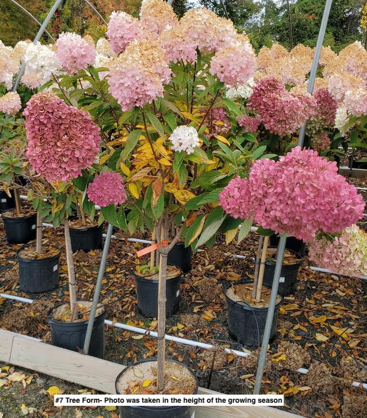 HYDRANGEA PAN. `SWEET SUMMER`