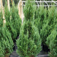JUNIPERUS CHINENSIS `BLUE POINT`