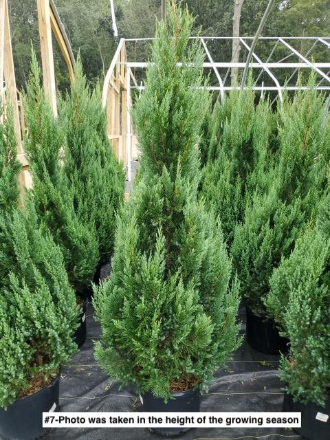 JUNIPERUS CHINENSIS `BLUE POINT`