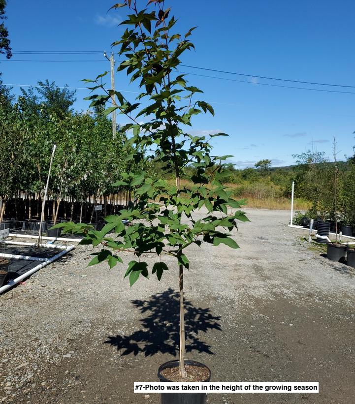 LIQUIDAMBAR ACALYCINA `BURGUNDY FLUSH`