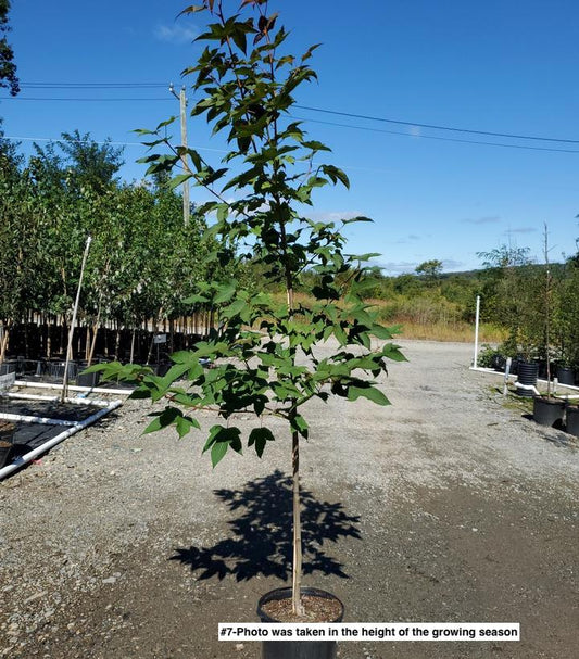 LIQUIDAMBAR ACALYCINA `BURGUNDY FLUSH`