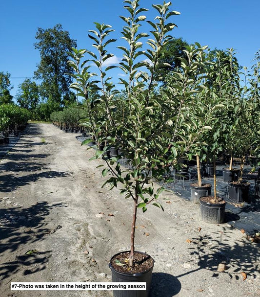 MALUS `BRAEBURN` (APPLE)