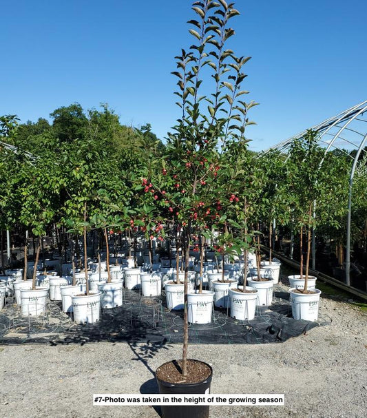 MALUS X `RADIANT`