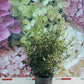 OSMANTHUS HETEROPHYLLUS `GULFTIDE`