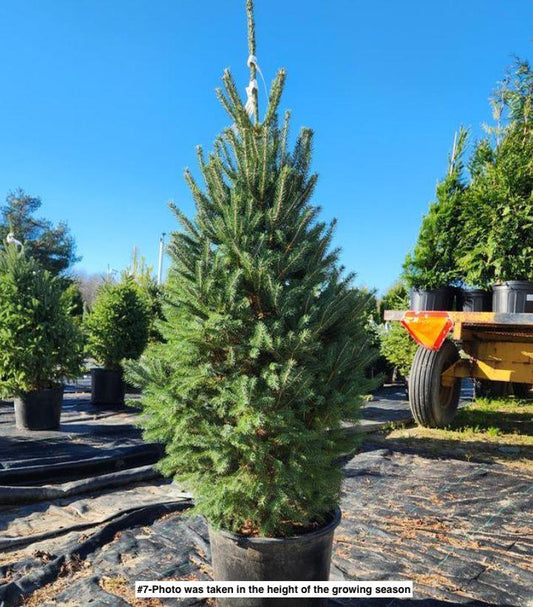 PICEA GLAUCA `MONTROSE CHARM`