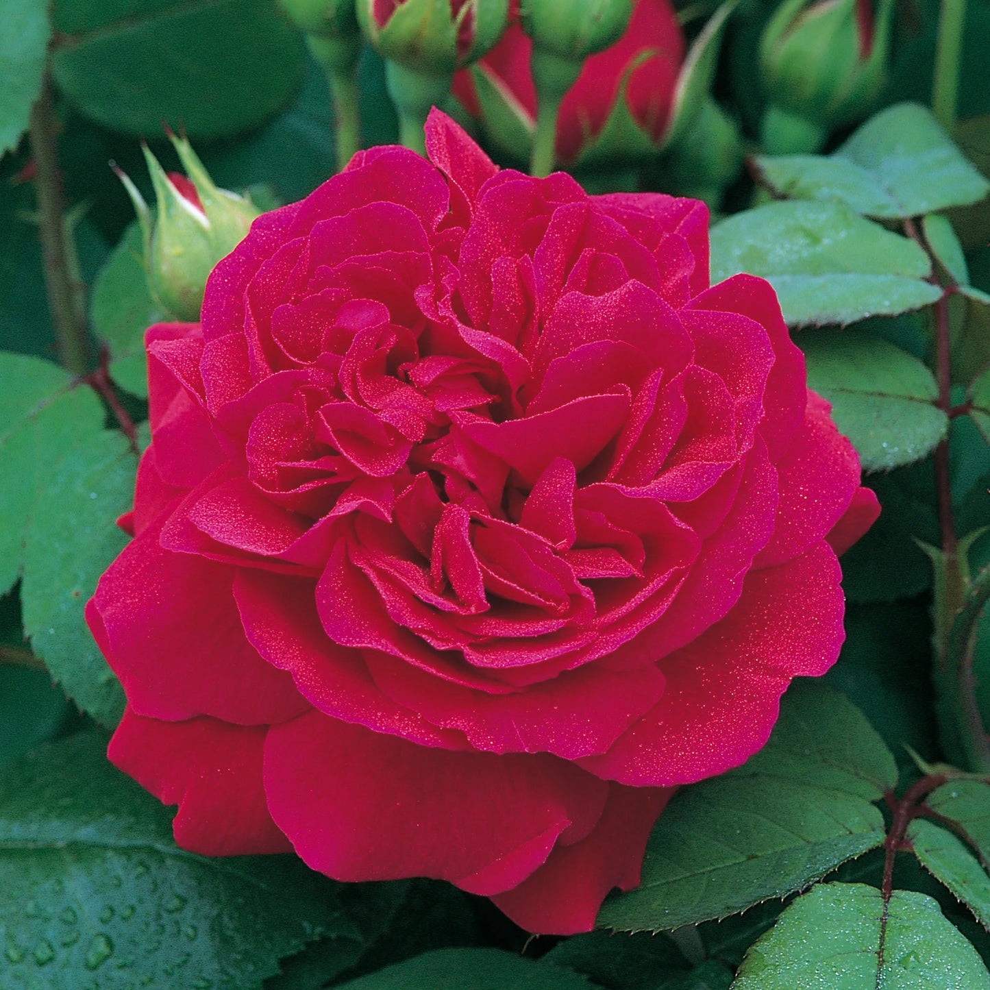 ROSA `TESS OF THE D`URBERVILLES`