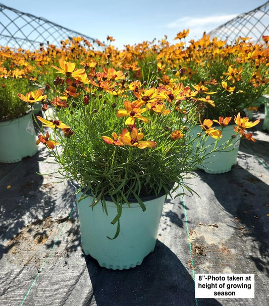 COREOPSIS PT `BUTTER RUM`