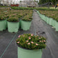 DELOSPERMA JEWEL DESERT `GARNET`
